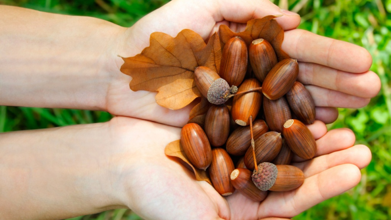 Корзинка с желудями для детей. Акция по сбору желудей. Дуб во дворе. Акция по сбору желудей. Акция по сбору желудей.